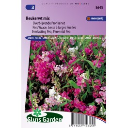 Reukerwt overblijvende mix (Lathyrus)