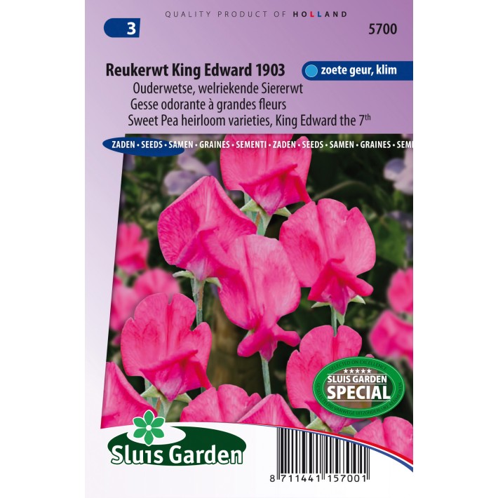 Sweet pea King Edward the 7th 1903 (Heirloom variety)