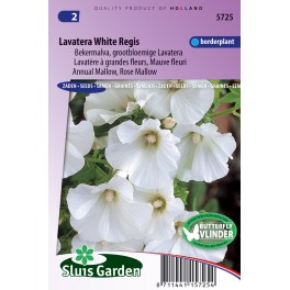 Lavatera White Regis (Bekermalva)