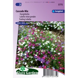 Lobelia Cascade Mixed
