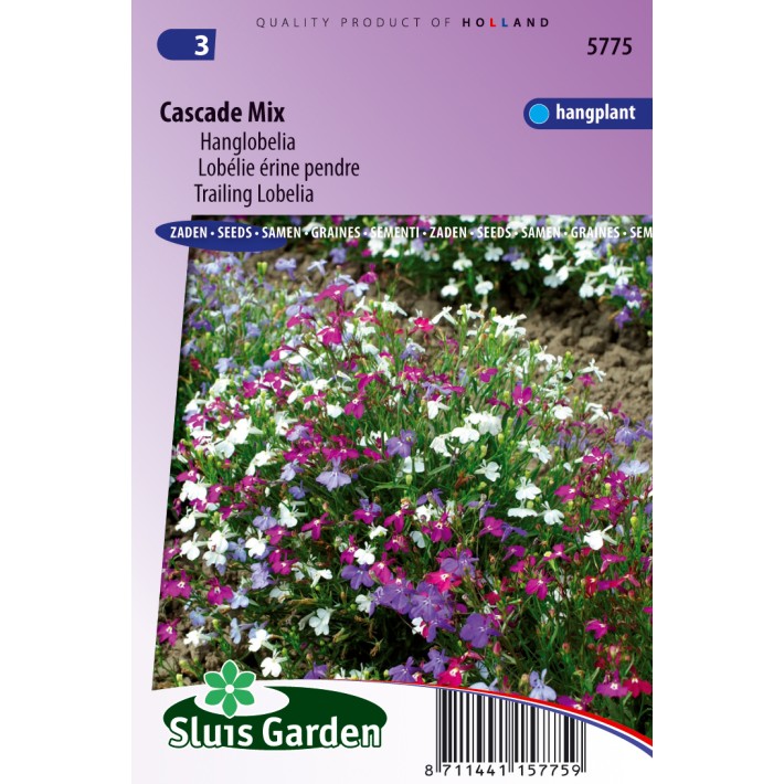 Lobelia (trailing) Cascade Mix