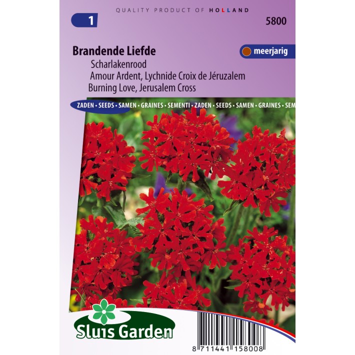 Brandende Liefde Scharlakenrood (Lychnis)