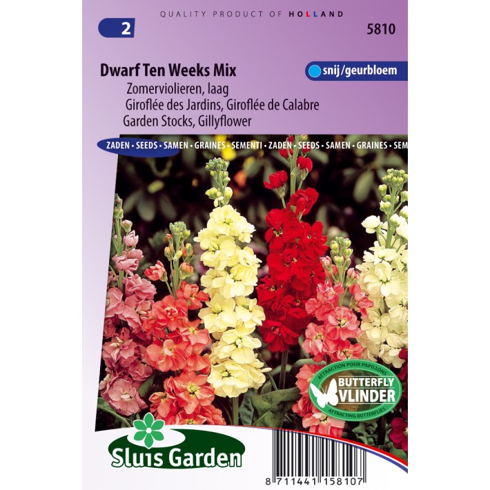 Zomerviolier Dwarf Ten Weeks Mix (Matthiola)