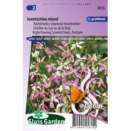 Avondviolier Scentsation Mix (Matthiola)
