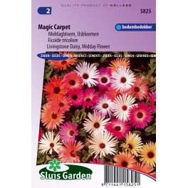 IJsbloem Magic Carpet mix (Middagbloem)