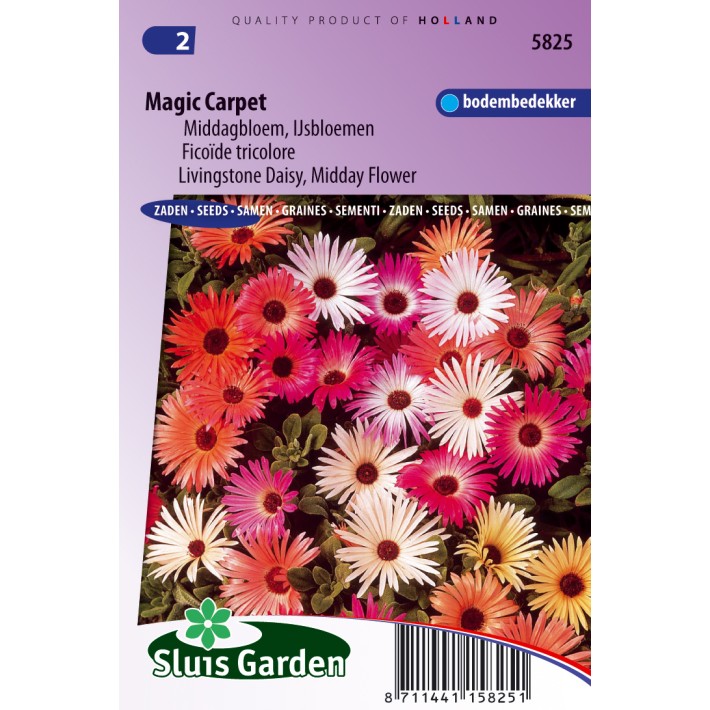 IJsbloem Magic Carpet mix (Middagbloem)