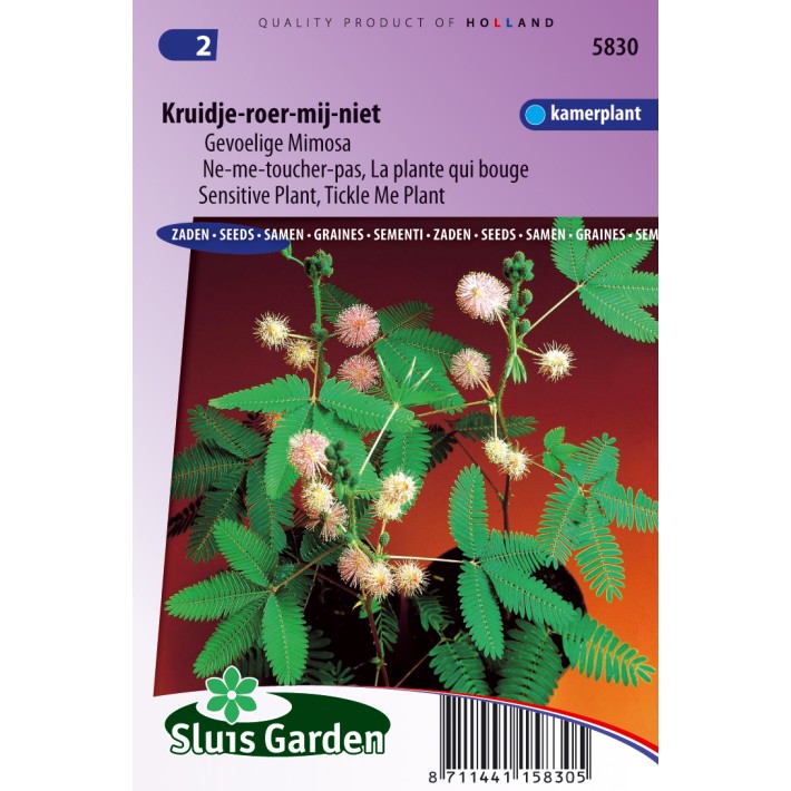 Kruidje-Roer-Mij-Niet (Mimosa)