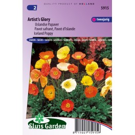 Papaver IJslandse, Artist's Glory Papaver IJslandse, Artist's Glory