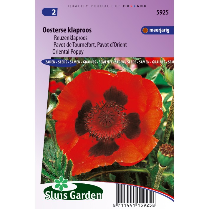 Poppy, Oriental Poppy Scarlet
