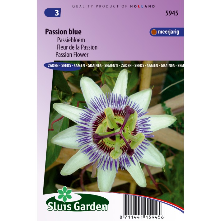 Passion Flower Passion Blue