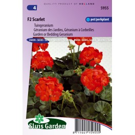 Tuingeranium F2 Rood