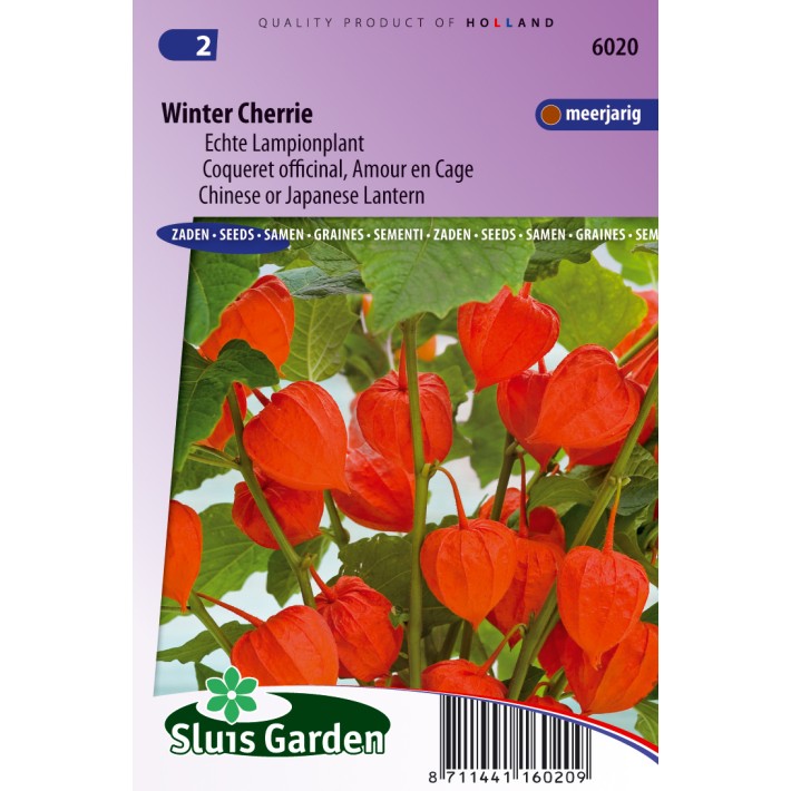 Lampionplant Winter Cherrie (Physalis)