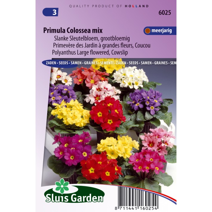 Primula Colossea Mixed (Sleutelbloem)