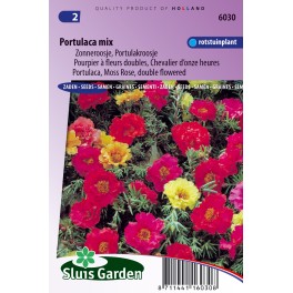 Portulaca dubbelbloemig gemengd