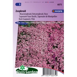 Zeepkruid Rose-Pink (Saponaria)
