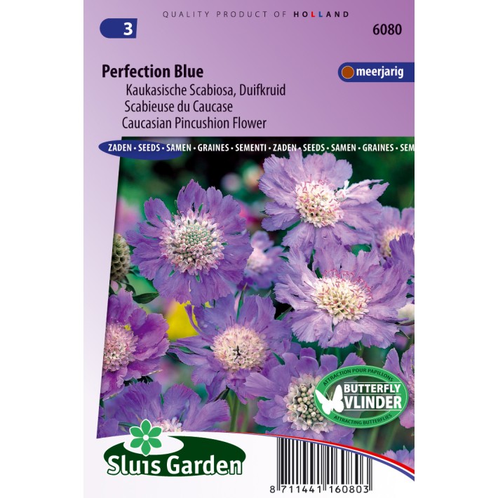 Duifkruid Perfection Blue (Scabiosa)