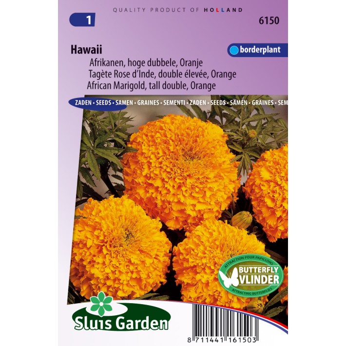 Marigold, African tall  double Hawaii (orange)