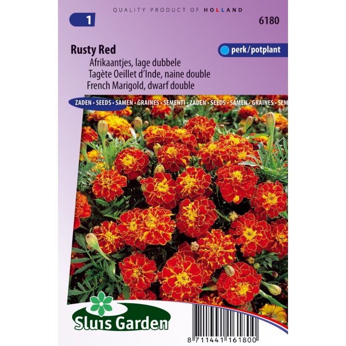 Marigold, French dwarf double Rusty Red