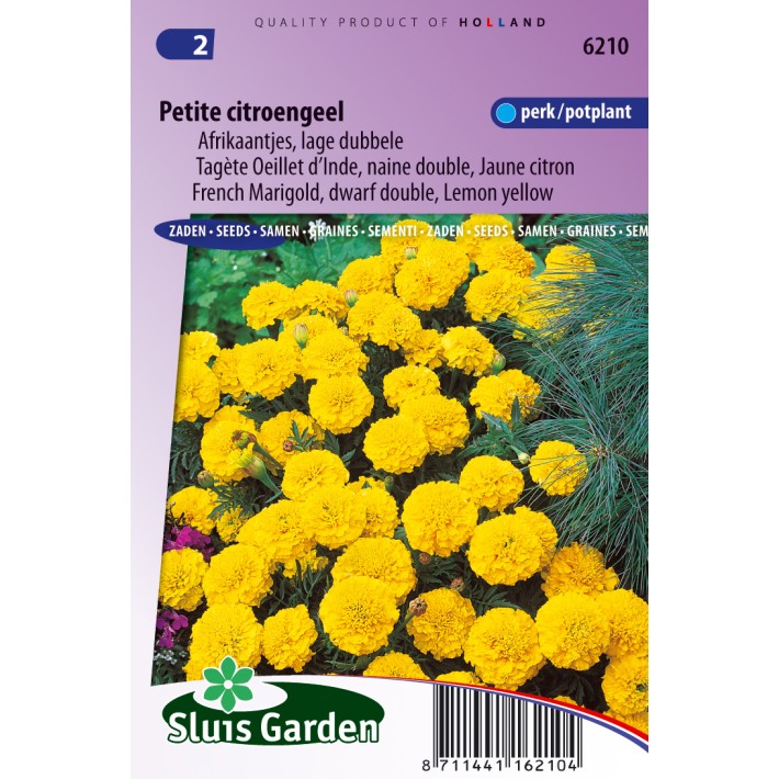 Marigold, French dwarf double Petite (Lemon Yellow)