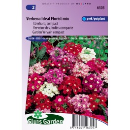 Verbena Ideal Florist mix Verbena Ideal Florist mix