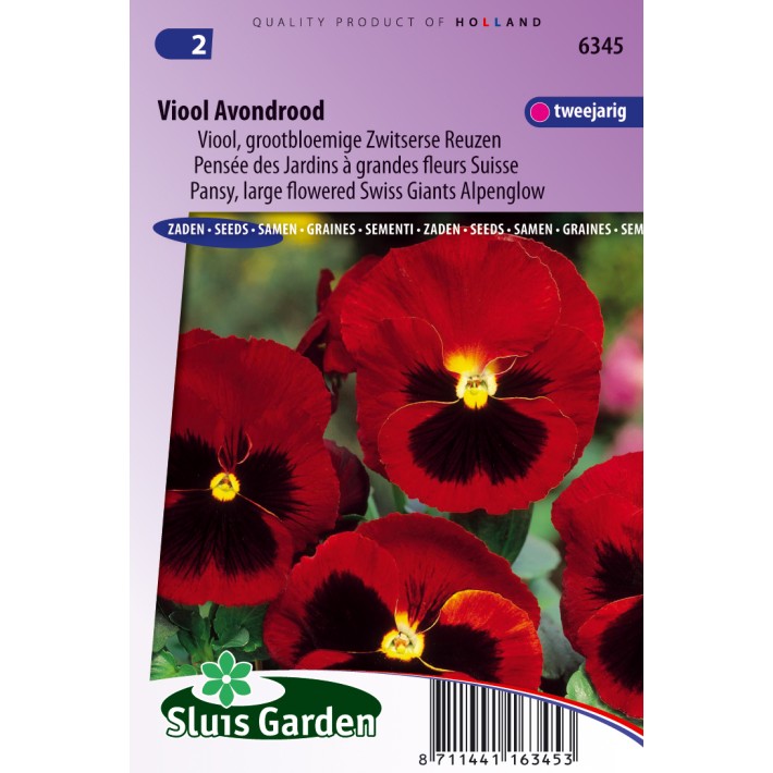 Viool Zwitserse Reuzen Avondrood