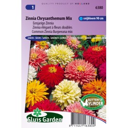 Zinnia Chrysanthemum mix