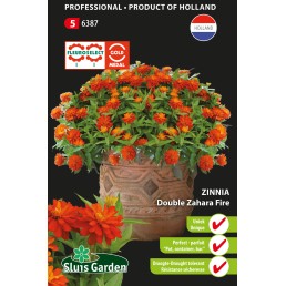 Zinnia Zahara Fire double Zinnia Zahara Fire double