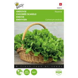 Andijvie Nuance