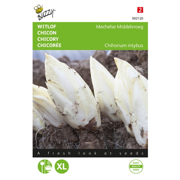 Buzzy® Chicory Brussels Mechels medium early