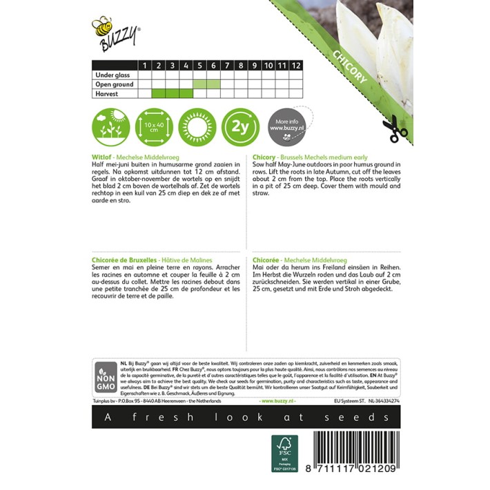 Buzzy® Chicory Brussels Mechels medium early