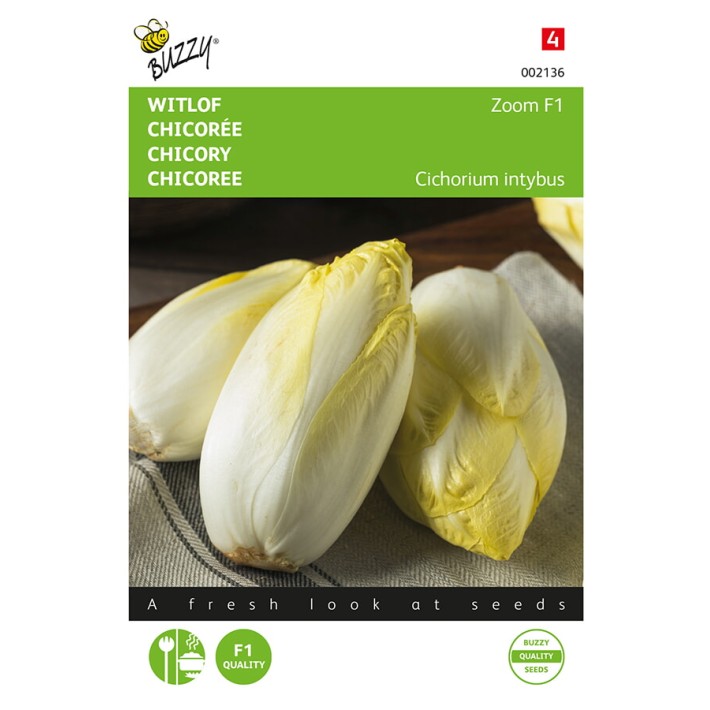 Buzzy® Chicory Brussels Zoom F1