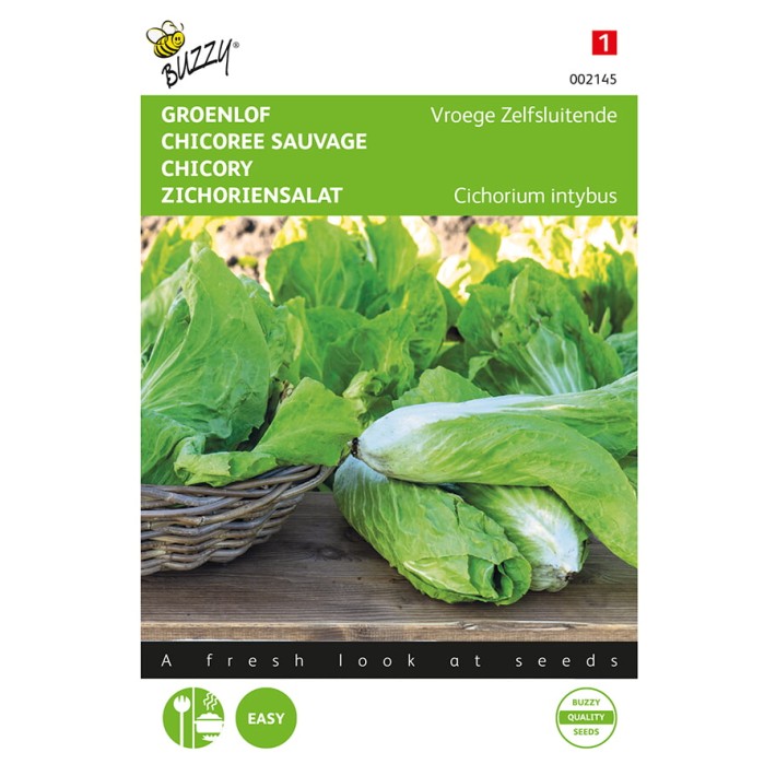 Buzzy® Chicory Sugarleaf