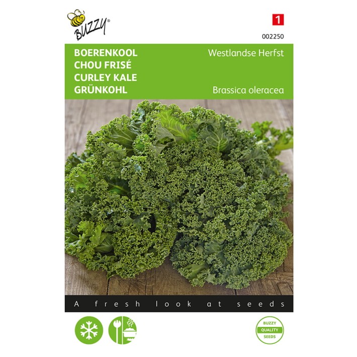 Buzzy® Curley kale Westland autumn