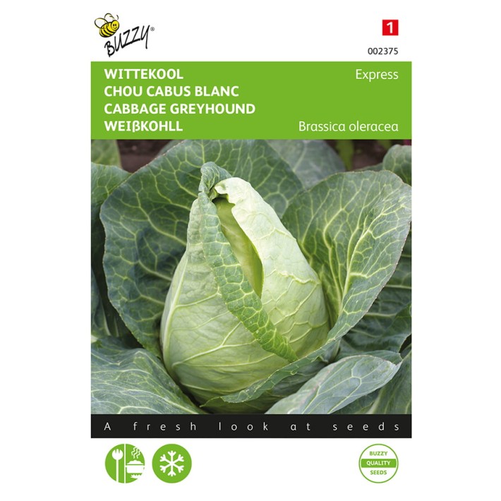 Buzzy® Cabbage Greyhound