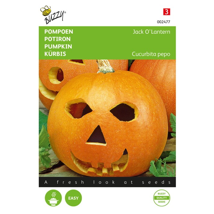 Buzzy® Pumpkin Jack 'O Lantern (Cucurb. Pepo)