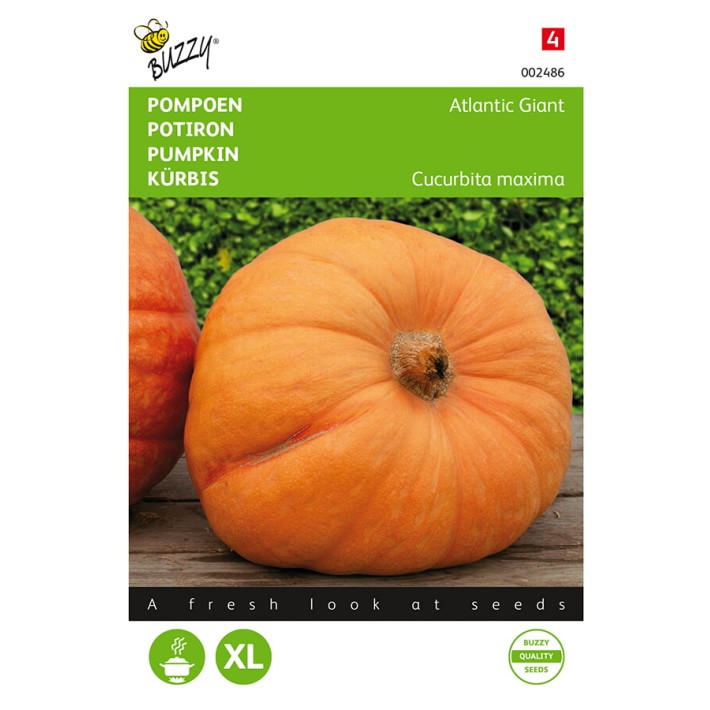 Buzzy® Pumpkin Atlantic Giant