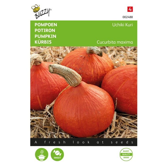 Buzzy® Pumpkin Uchiki Kuri