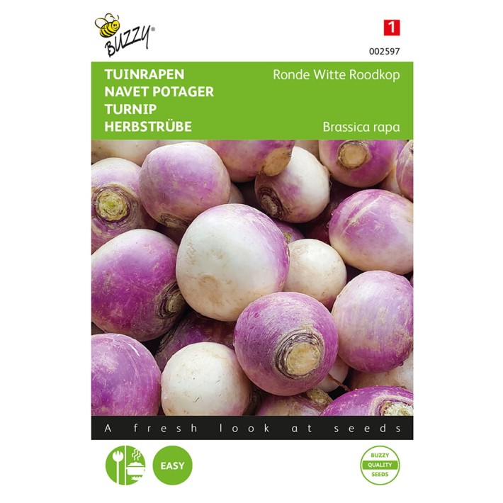 Buzzy® Turnip De Nancy, early purple top white globe