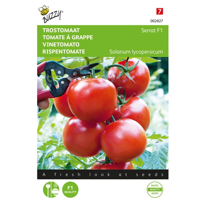 Buzzy® Vine Tomato Serrat F1
