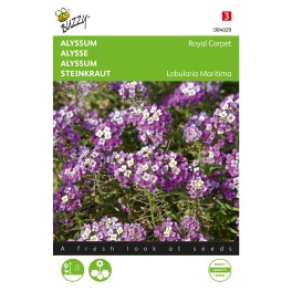 Alyssum Royal Carpet