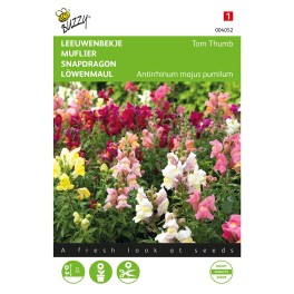 Antirrhinum, Leeuwenbekje Tom Thumb gemengd