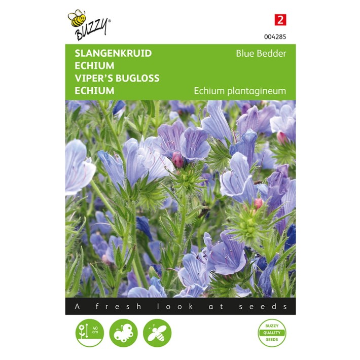 Echium, Slangenkruid Blue Bedder