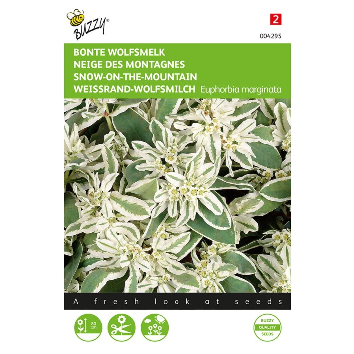 Euphorbia, Bonte Wolfsmelk