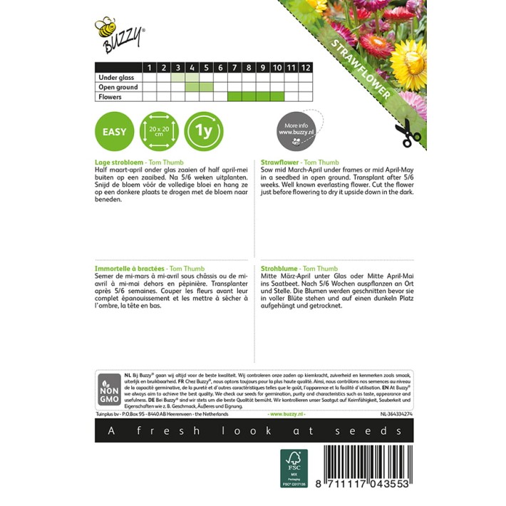 Helichrysum, lage Strobloem Tom Thumb