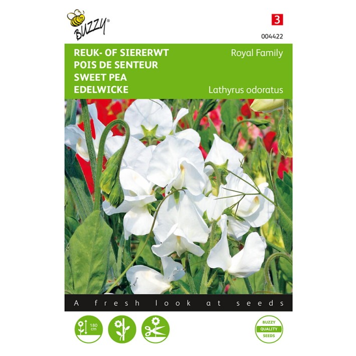 Buzzy® Lathyrus odoratus Royal Family White