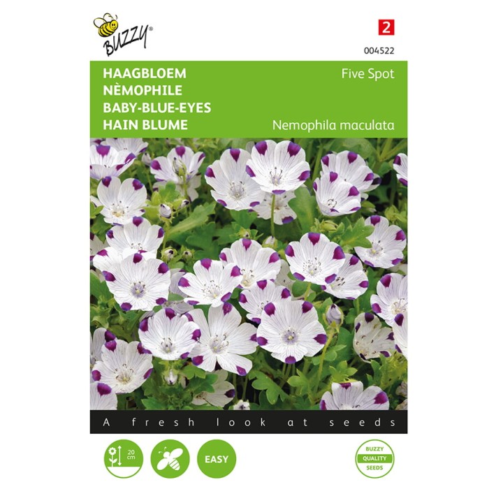Nemophila, Haagbloem Five spot