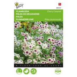 Phlox, Vlambloem Cherry Caramel