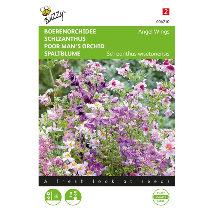 Schizanthus, Boerenorchidee Angel Wings