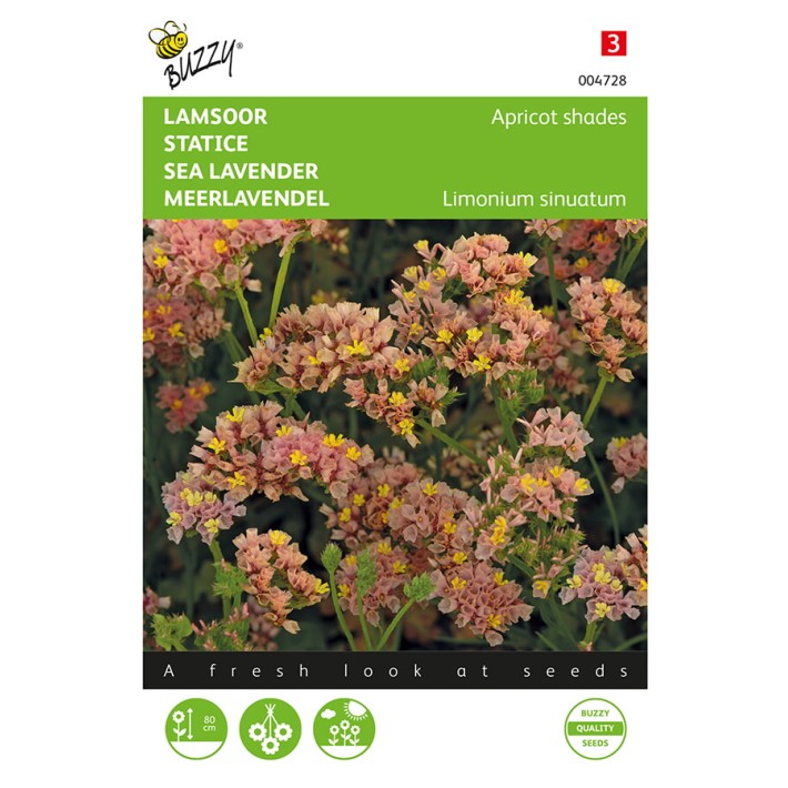 Lamsoor Apricot shades