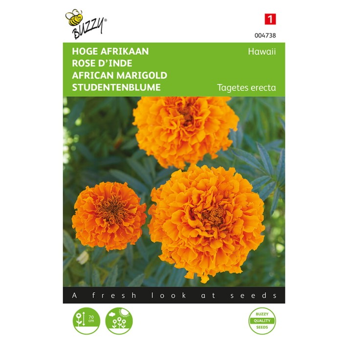 Buzzy® African marigold Hawaii, orange